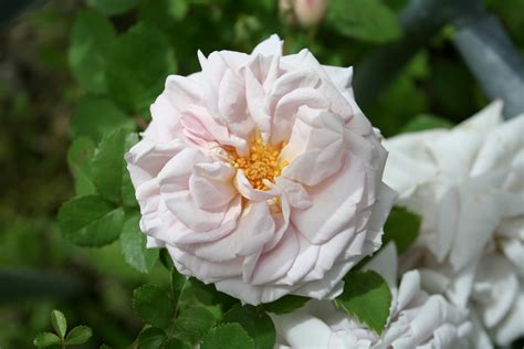 You know, shrubs with gorgeous blooms on them. Rose : Aschermittwoch