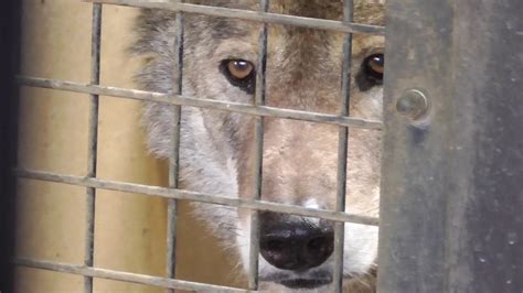Eurasian Wolf Tama Zoological Park In Tokyo Japan Youtube