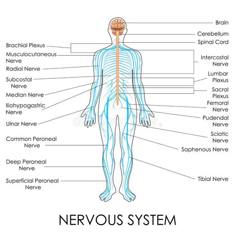 Nervous System Realistic Chart Stock Vector Illustration Of