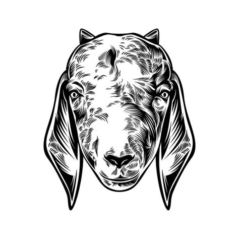 Sheep Head Vector Sheep Head Vector Png And Vector For Free Download