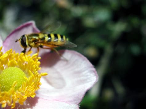 Wasps that do not pollinate by aborting fruit. What Do Wasps Pollinate? (with Pictures) | eHow