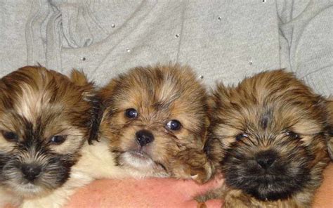 Shih Tzu Dachshund Mix Puppies For Sale