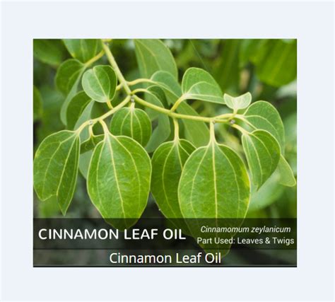 Cinnamon Leaf Oil At Best Price In Delhi By Aadinath Organic Id