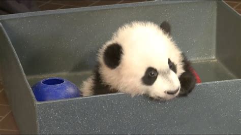 Giant Panda Cub Bei Bei Makes Public Debut At Washington Zoo Youtube
