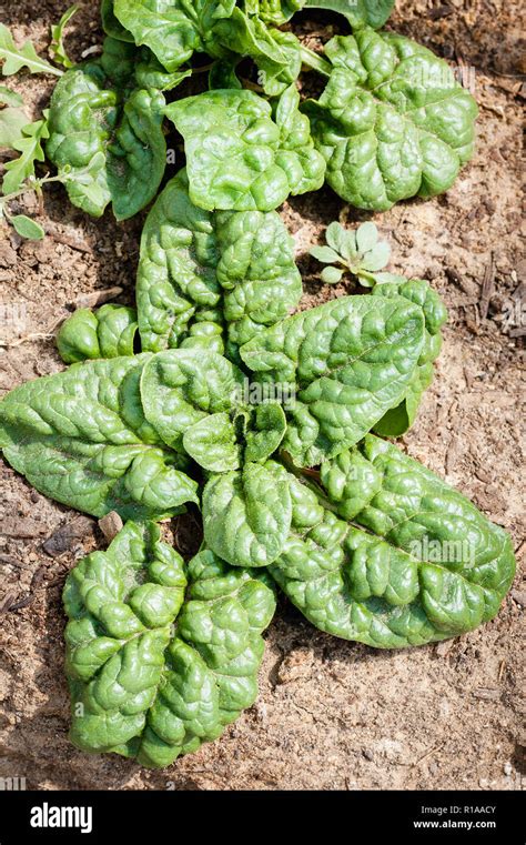Two Healthy Spinach Plants With Puckered Greens Leaves Grow In The