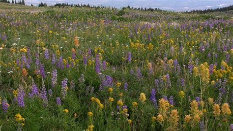 Idaho Wildflowers Summer Still Time To Find Them Idaho Statesman