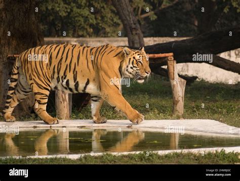Bengal Tiger Walking Stock Photo Alamy