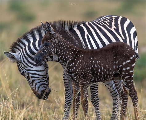 Rare Baby Zebra Born With Dots Rather Than Stripes In 2022 Baby Zebra