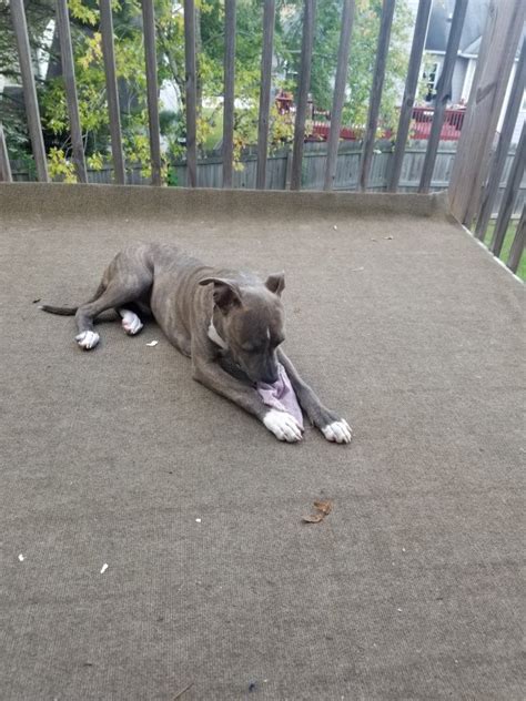 6 Month Old Puppy Blue And Brindle Pitbull Terrier