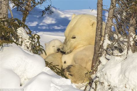 Canadian Polar Bear And Cubs Shown In Adorable Images Daily Mail Online