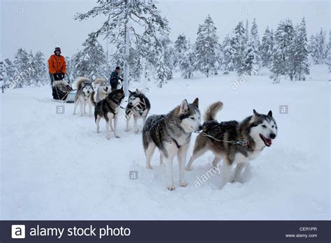 Siberian Husky Sled Dogs Canis Lupus Familiaris Lapland