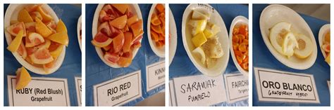 El estadio pummelo en hispanoamérica o estadio pomelo en españa (pummelo stadium en inglés, カンキツスタジアム estadio kankitsu en japonés) es el gimnasio de isla pummelo/pomelo. Grapefruit and Pummelo | Grapefruits and pummelos...the ...