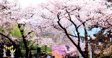 Fun And Free Daegu Travel Fluttering Cherry Blossoms At Starry Night 2016 E World Starlight