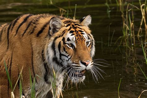 Somerset House Images Siberian Tiger Panthera Tigris Altaic Captive
