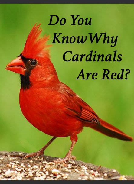 Do You Know Why Cardinals Are Red And Did You Know That