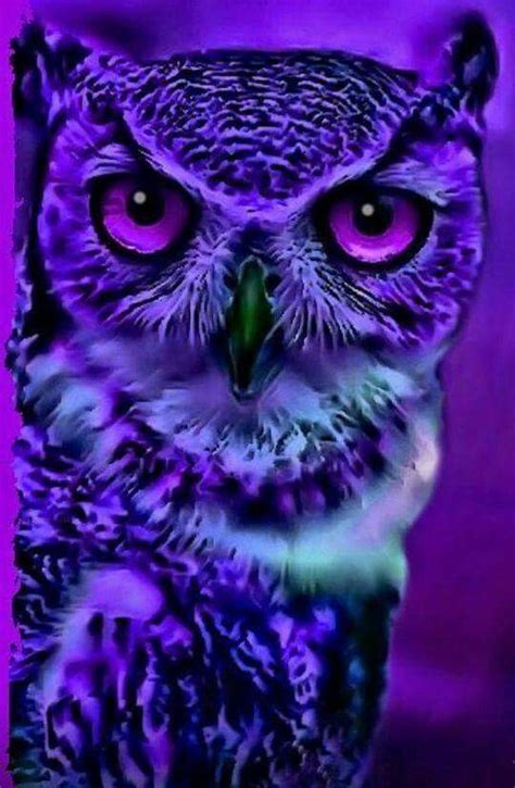 Purple Owl Purple Girls Purple Lilac Shades Of Purple Purple Colors