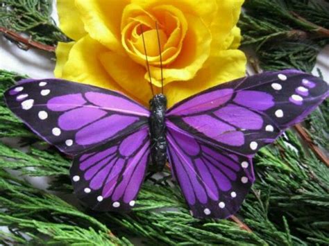 Purple Butterfly All About Animals Butterfly Purple Butterfly
