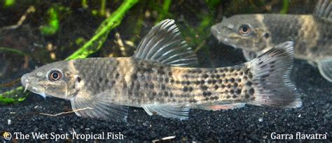 Garra Flavatra Tropical Freshwater Fish For Sale Online The Wet