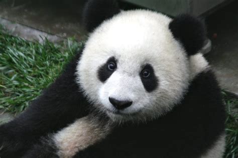 Panda Pandas Baer Bears Baby Cute 65 Wallpapers Hd Desktop And