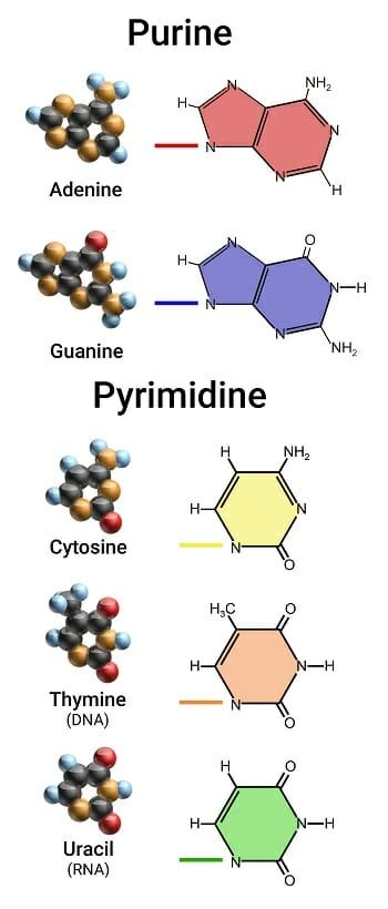 Pyrimidine The Definitive Guide Biology Dictionary