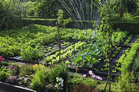 9 Vegetable Gardening Mistakes Every Beginner Should Avoid: An Expert ...