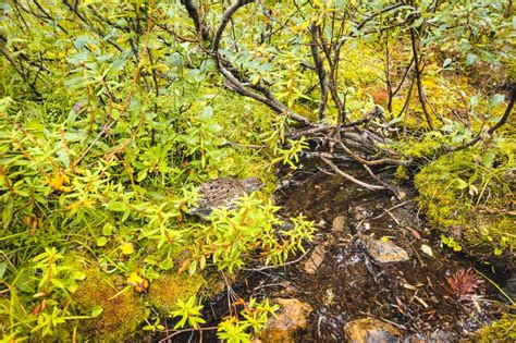 Sherbrooke Lake Hike In Yoho National Park