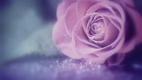 Pink Rose Petal Flower Water Drops Hd Soft Wallpapers Hd Wallpapers