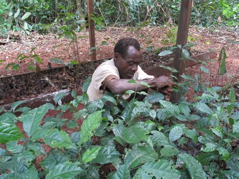Indigenous Baka Community Plant 5000 Trees To Regenerate The Forest Wwf