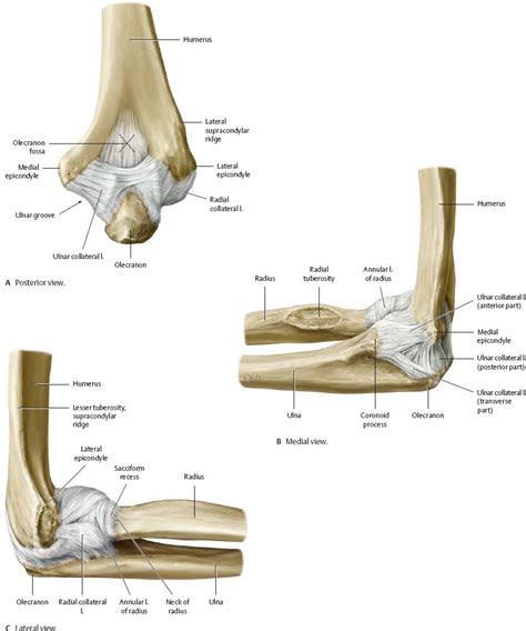 Elbow & Forearm - Atlas of Anatomy