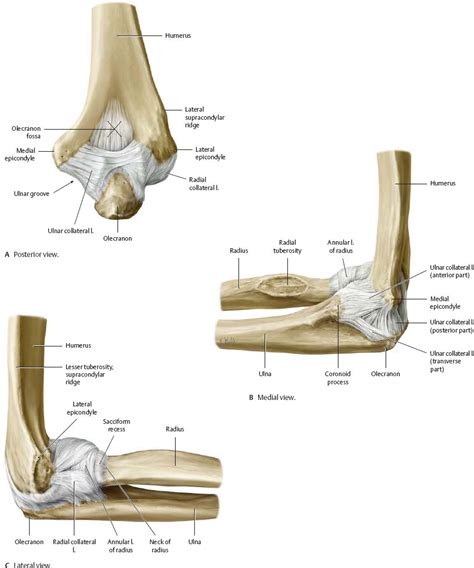 Elbow And Forearm Atlas Of Anatomy