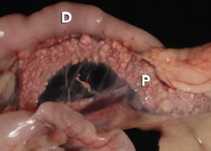 Maybe you would like to learn more about one of these? Feline Acute Pancreatitis: Current Concepts in Diagnosis ...