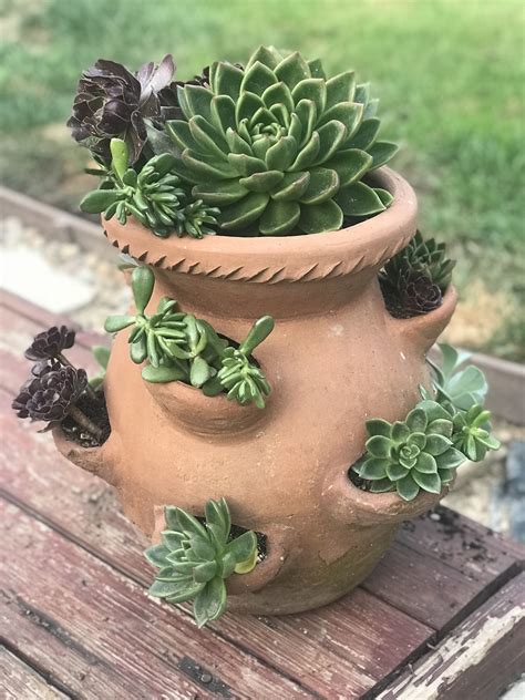 10 Succulent Arrangements In Pots