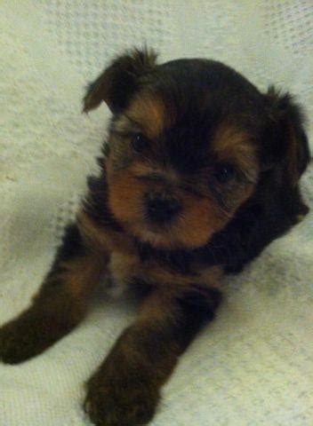 We did not find results for: CKC Yorkie puppies-6weeks old for Sale in Perry, Florida Classified | AmericanListed.com