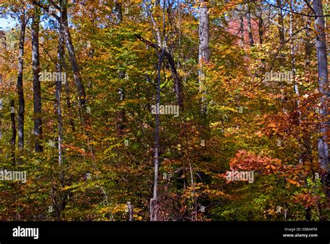Forest Hillside Brown County Indiana With Autumn Fall Foliage Stock