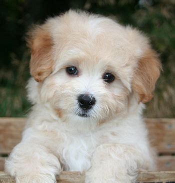 To get on our depositors list to reserve your spot to choose a puppy, you can submit an application. Maltipoo Puppies for Sale in San Diego, California