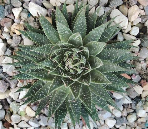 There something for everyone, regardless of size or budget constraints! Cactus dome greenhouse on Behance