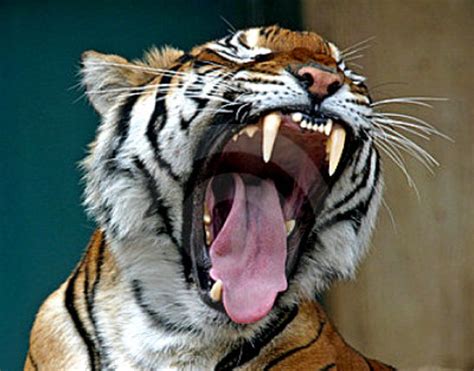 A Tiger Stock Photos Big Scary Animals