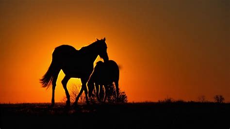 Horses With Sunset Background Hd Horse Wallpapers Hd Wallpapers Id