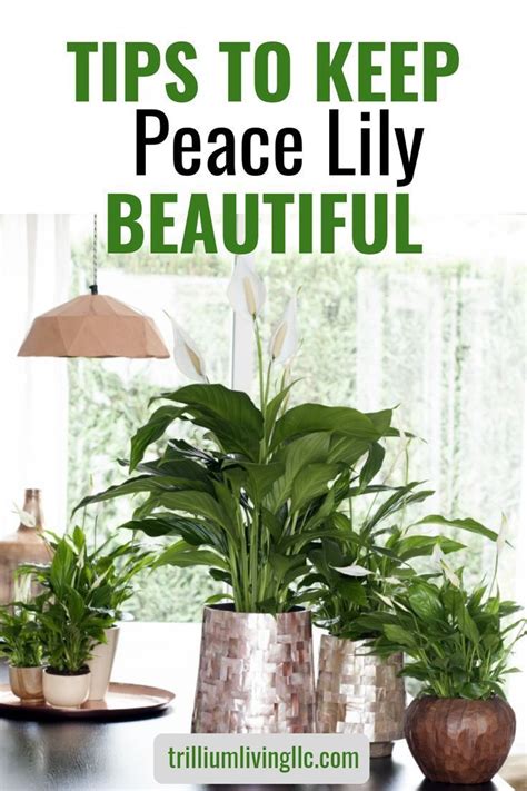 Peace Lily Easy To Grow Indoors Peace Lily House Plants Growing Plants Indoors