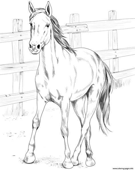 Horse Kiger Mustang Coloring Page Printable