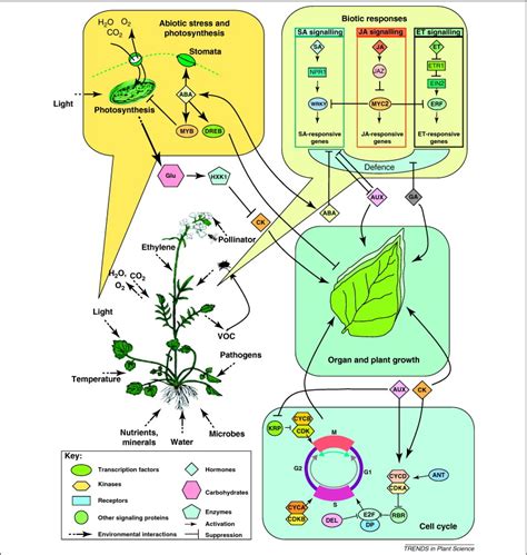 Redefining Plant Systems Biology From Cell To Ecosystem Trends In