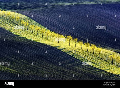 Rural Spring Landscape With Colored Striped Hills And Trees Garden