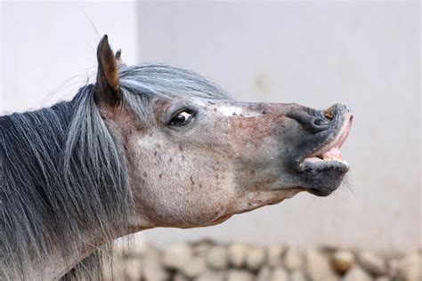 Hives Urticaria In Horses Symptoms Causes Diagnosis Treatment