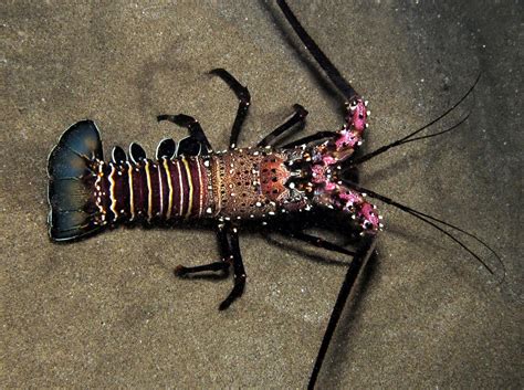 Banded Spiny Lobster Panulirus Marginatus Maui Hawaii Photo 2