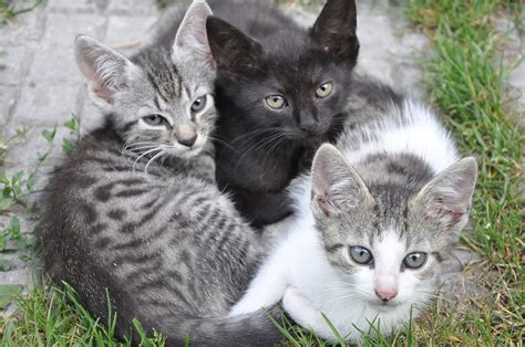 ¿qué Significa El Color De Los Gatos Vivir Entre Mascotas