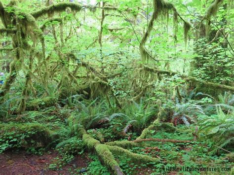 The Olympic National Park 2015 Hoh Rainforest