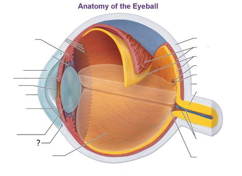 Anatomy Of The Eye Flashcards Easy Notecards