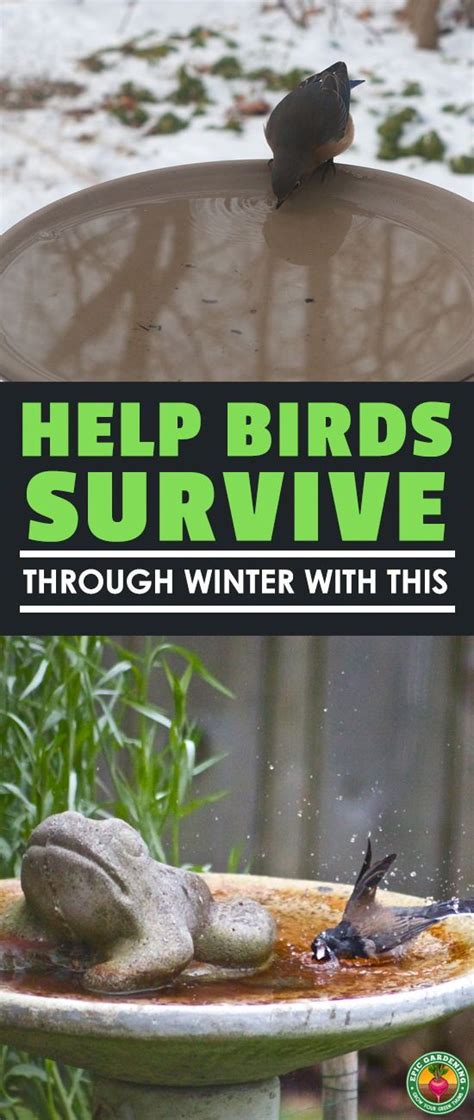 The total materials cost of this unit is under $40. Keep Wild Birds Alive Through The Winter With This | Heated bird bath, Backyard birds, Birds
