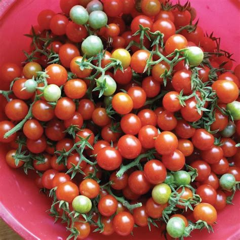Matts Wild Cherry Tomato Seeds Urban Farmer