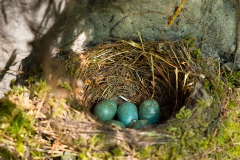 Für das brüten ist sie legt 3 bis 6 bläulichgrüne eier und die brutdauer beträgt 14 tage wann können amseln fliegen? Brutzeit von Amseln » Wann brüten die Vögel im Garten?